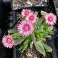 Acrodon bellidiflorus