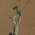 Adenia Aculeata