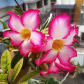 Adenium