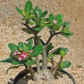 Adenium arabicum