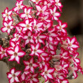 Adenium multiflorum