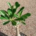 Adenium Obesum