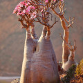 Adenium obesum subsp. socotranum