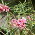 Adenium obesum subsp. somalense
