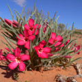 Adenium oleifolium
