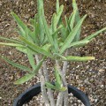 Adenium Oleifolium