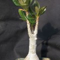 Adenium Socotranum