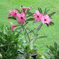 Adenium swazicum
