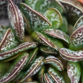 Adromischus