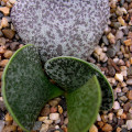 Adromischus bicolor