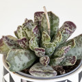 Adromischus cooperi