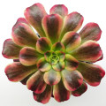 Aeonium 'Anna'