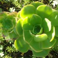 Aeonium Arboreum