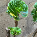 Aeonium arboreum