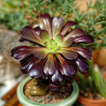 Aeonium arboreum 'Zwartkop'