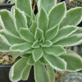Aeonium 'Ballerina'