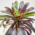 Aeonium 'Big Bang'