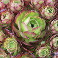 Aeonium 'Blushing Beauty'