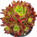 Aeonium 'Firecracker'