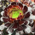 Aeonium 'Voodoo'