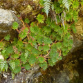 Afrovivella semiensis