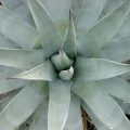 Agave