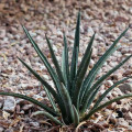 Agave aktites