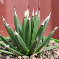 Agave albopilosa