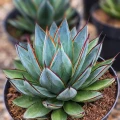 Agave 'Blue Glow'