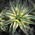 Agave 'Cornelius'