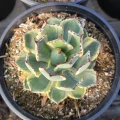 Agave 'Desert Diamond'