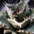 Agave 'Filigree'