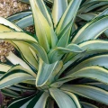 Agave 'Joe Hoak'