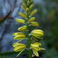 Albuca abyssinica