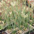 Albuca humilis