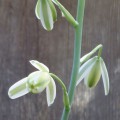 Albuca Maxima