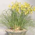 Albuca Namaquensis