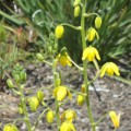 Albuca Shawii