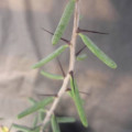 Alluaudiopsis fiherensis