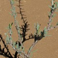 Alluaudiopsis Fiherensis