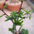 Alluaudiopsis marnieriana
