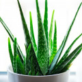 Aloe