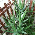 Aloe Aaegeodonta