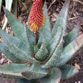 Aloe Aculeata