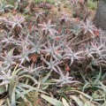 Aloe Acutissima