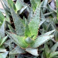 Aloe 'AJR'