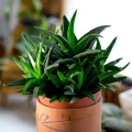 Aloe 'Black Gem'