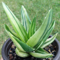Aloe 'Black Gem Variegata'