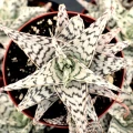 Aloe 'Blizzard'