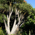 Aloidendron barberae
